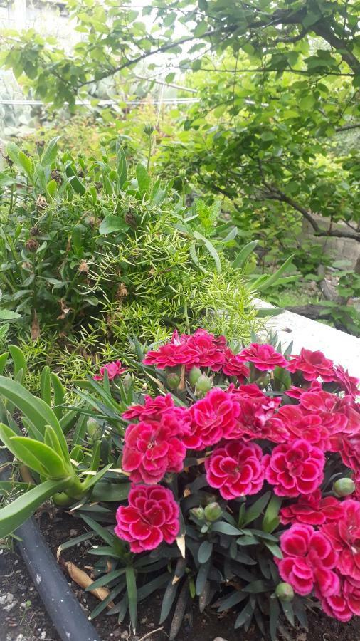 Вилла Carrubo - Giardino In Citta Катания Экстерьер фото